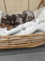 Chocolate and tan shorthair dapple , a male Dachshund and Miniature Dachshund for sale in Manteca, CA – Photo 1 of 2