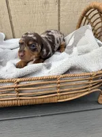 Chocolate and tan shorthair dapple , a male Dachshund and Miniature Dachshund for sale in Manteca, CA – Photo 2 of 2