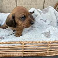 Red shorthair , a male Dachshund and Miniature Dachshund for sale in Manteca, CA – Photo 1 of 4