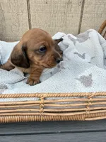 Red shorthair , a male Dachshund and Miniature Dachshund for sale in Manteca, CA – Photo 1 of 4