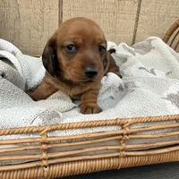 Red shorthair , a male Dachshund and Miniature Dachshund for sale in Manteca, CA – Photo 3 of 4