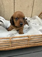 Red shorthair , a male Dachshund and Miniature Dachshund for sale in Manteca, CA – Photo 3 of 4
