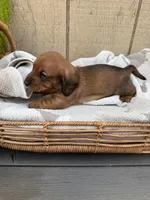 Red shorthair , a male Dachshund and Miniature Dachshund for sale in Manteca, CA – Photo 4 of 4