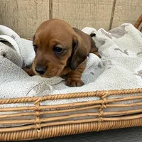 Red shorthair , a male Dachshund and Miniature Dachshund for sale in Manteca, CA – Photo 2 of 4