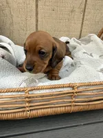 Red shorthair , a male Dachshund and Miniature Dachshund for sale in Manteca, CA – Photo 2 of 4