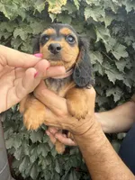 Black and tan LH female , a female Miniature Dachshund for sale in Manteca, CA – 2 of 2