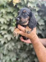 Black tan LH male , a male Dachshund and Miniature Dachshund for sale in Manteca, CA – 2 of 5