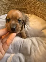 processed/45f6c207-cd82-416d-acc2-2993cd0ff73c/listing/a230a0f6-b36c-4e9c-b868-18319ddd869a/6a004147-4120-45b3-952a-55275ce38aee