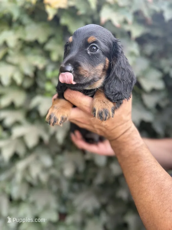 Black tan LH male  – Dachshund, Miniature Dachshund puppy for sale in Manteca, CA