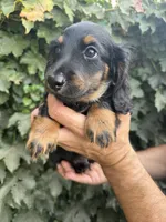 Black tan LH male , a male Dachshund and Miniature Dachshund for sale in Manteca, CA – 5 of 5