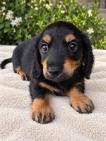 Black tan longhair male , a male Miniature Dachshund for sale in Manteca, CA – 2 of 2