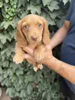 Cream/red LH male , a male Dachshund and Miniature Dachshund for sale in Manteca, CA – 4 of 4