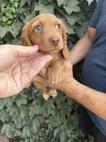 Cream/red LH male , a male Dachshund and Miniature Dachshund for sale in Manteca, CA – 1 of 4
