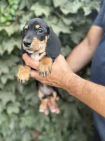 Black and tan SH male , a male Dachshund and Miniature Dachshund for sale in Manteca, CA – 2 of 3