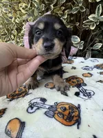 Black and cream longhair female , a female Miniature Dachshund for sale in Manteca, CA – 2 of 2