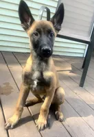 🟢 Gunner — Green Collar, a male Belgian Malinois for sale in Bloomfield, CT – 1 of 5