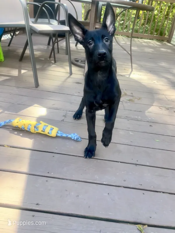 💜 Storm — Purple Collar – Belgian Malinois puppy for sale in Bloomfield, CT