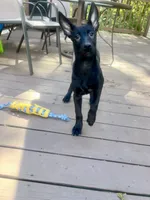 💜 Storm — Purple Collar, a female Belgian Malinois for sale in Bloomfield, CT – 1 of 5