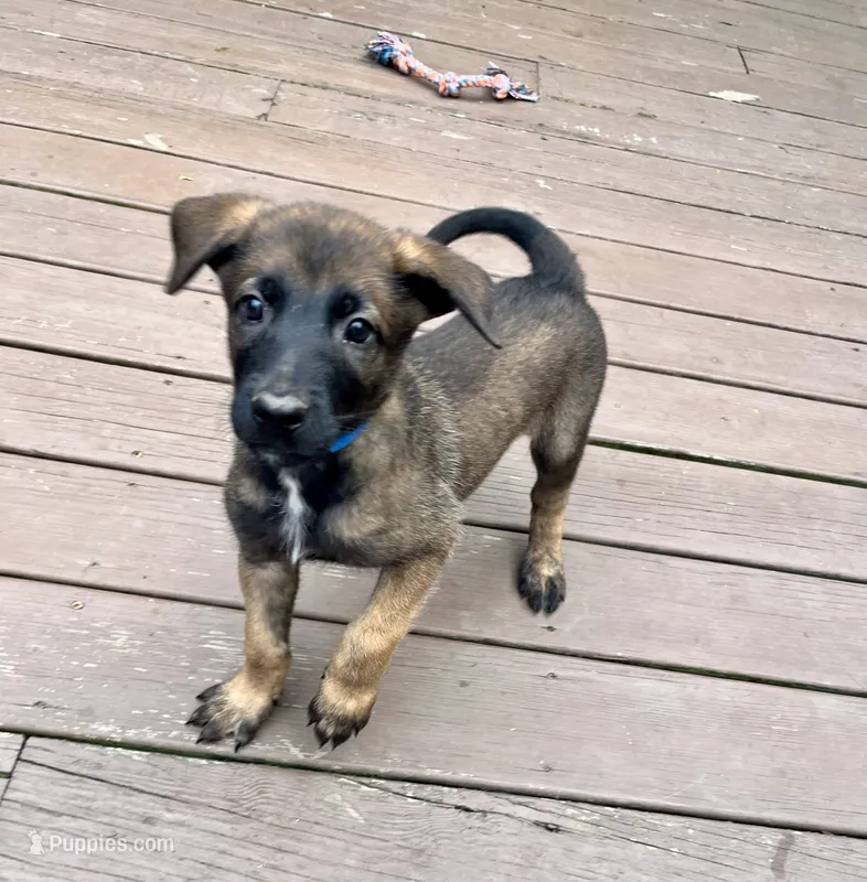 🔵 Rambo — Blue Collar – Belgian Malinois puppy for sale in Bloomfield, CT