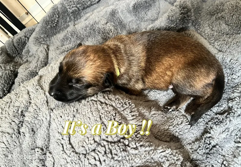 🟢 Gunner — Green Collar – Belgian Malinois puppy for sale in Hartford, CT