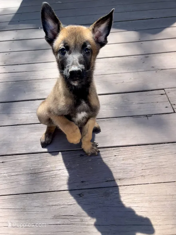 🟢 Gunner — Green Collar – Belgian Malinois puppy for sale in Bloomfield, CT