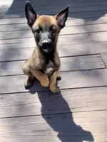 🟢 Gunner — Green Collar, a male Belgian Malinois for sale in Bloomfield, CT – 2 of 5