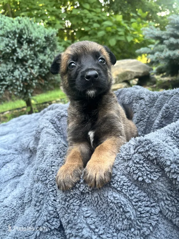 🟢 Gunner — Green Collar – Belgian Malinois puppy for sale in Hartford, CT