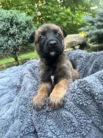 🟢 Gunner — Green Collar, a male Belgian Malinois for sale in Bloomfield, CT – 1 of 2
