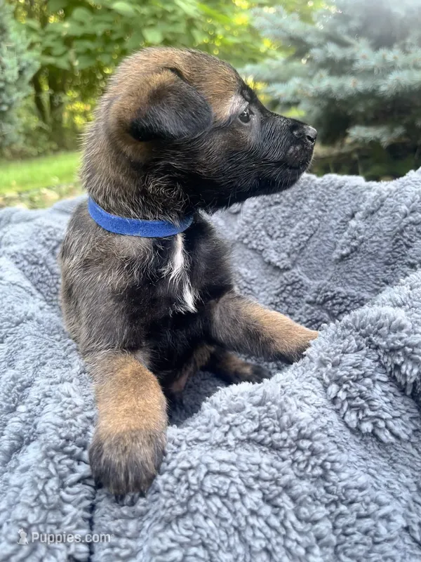 🔵 Rambo — Blue Collar – Belgian Malinois puppy for sale in Bloomfield, CT