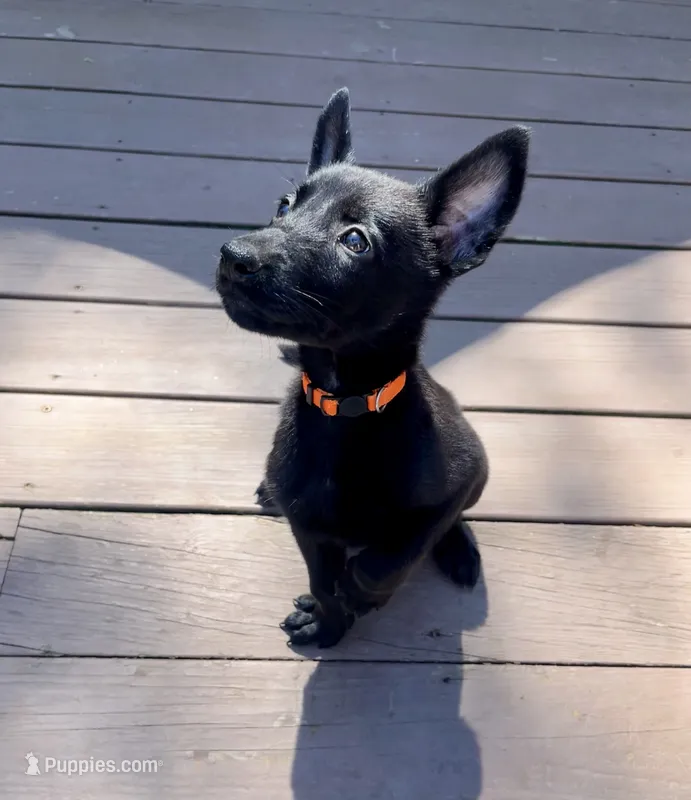 🟠 Ace — Orange Collar – Belgian Malinois puppy for sale in Bloomfield, CT