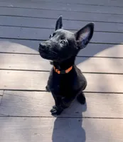 🟠 Ace — Orange Collar, a male Belgian Malinois for sale in Bloomfield, CT – 2 of 5
