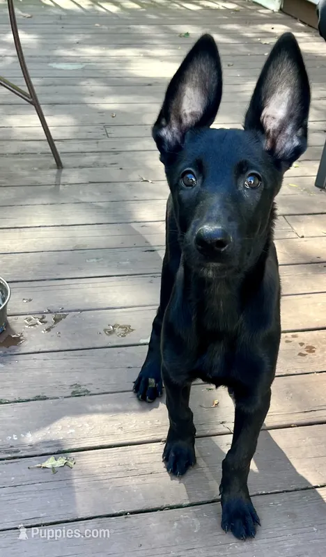 🩶 Xena — Grey Collar – Belgian Malinois puppy for sale in Bloomfield, CT