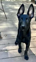 🩶 Xena — Grey Collar, a female Belgian Malinois for sale in Bloomfield, CT – 1 of 5
