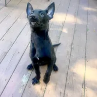 🟡 Maverick — Yellow Collar, a male Belgian Malinois for sale in Bloomfield, CT – 1 of 5