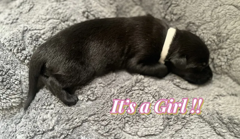 🩶 Xena — Grey Collar – Belgian Malinois puppy for sale in Hartford, CT