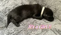 🩶 Xena — Grey Collar, a female Belgian Malinois for sale in Hartford, CT – 1 of 1