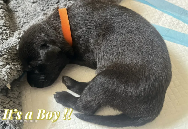 🟠 Ace — Orange Collar – Belgian Malinois puppy for sale in Hartford, CT