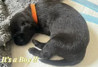 🟠 Ace — Orange Collar, a male Belgian Malinois for sale in Hartford, CT – 1 of 1