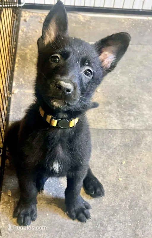 🟡 Maverick — Yellow Collar – Belgian Malinois puppy for sale in Bloomfield, CT