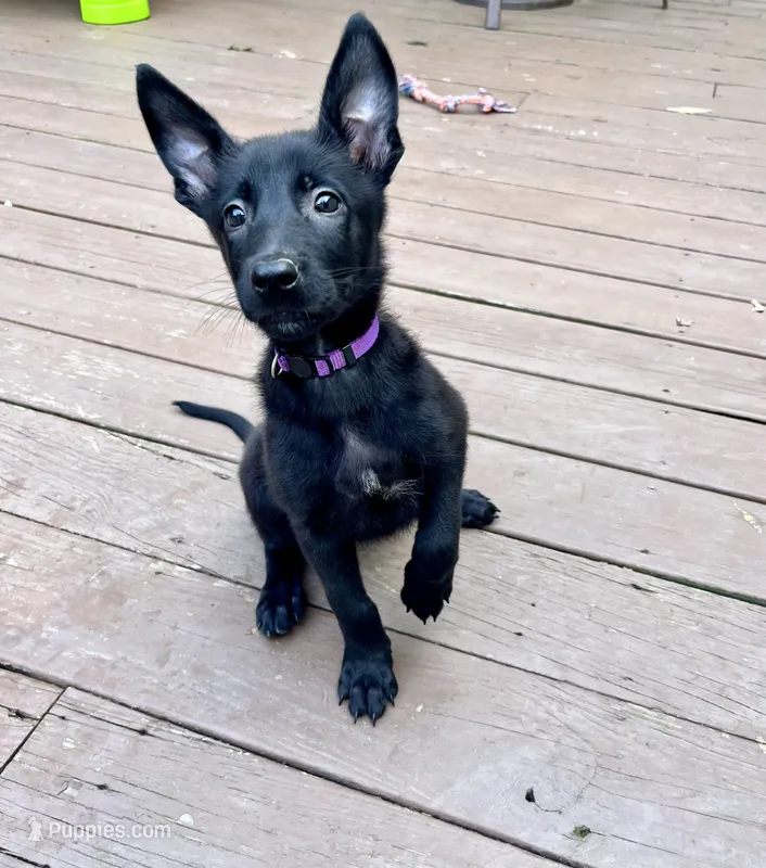 💜 Storm — Purple Collar – Belgian Malinois puppy for sale in Bloomfield, CT