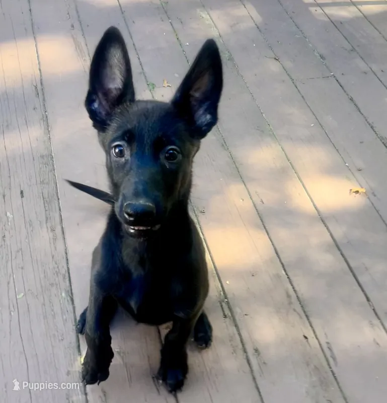 🟠 Ace — Orange Collar – Belgian Malinois puppy for sale in Bloomfield, CT