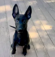 🟠 Ace — Orange Collar, a male Belgian Malinois for sale in Bloomfield, CT – 1 of 5