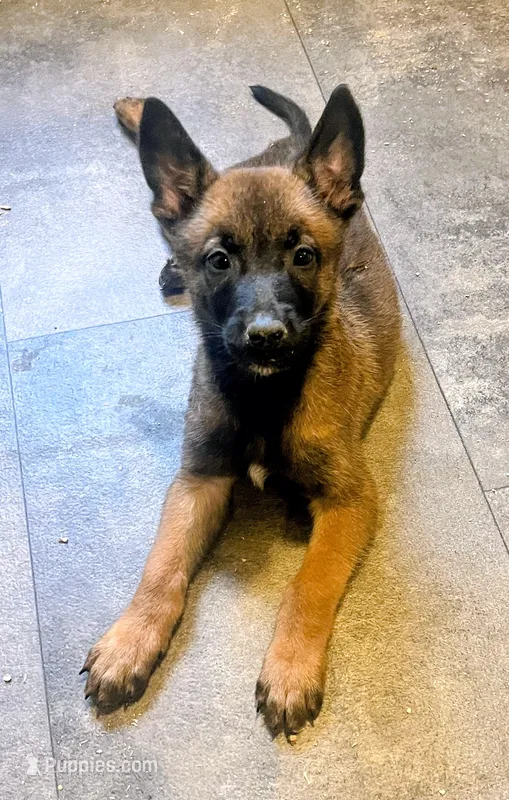 🟢 Gunner — Green Collar – Belgian Malinois puppy for sale in Bloomfield, CT