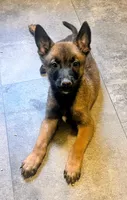 🟢 Gunner — Green Collar, a male Belgian Malinois for sale in Bloomfield, CT – 3 of 5