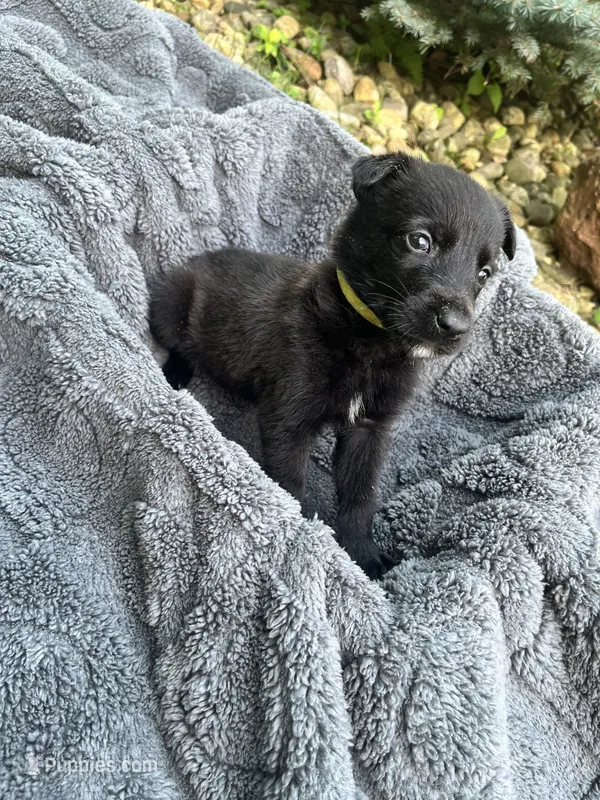 🟡 Maverick — Yellow Collar – Belgian Malinois puppy for sale in Hartford, CT