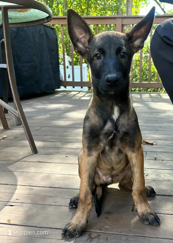 🔵 Rambo — Blue Collar – Belgian Malinois puppy for sale in Bloomfield, CT