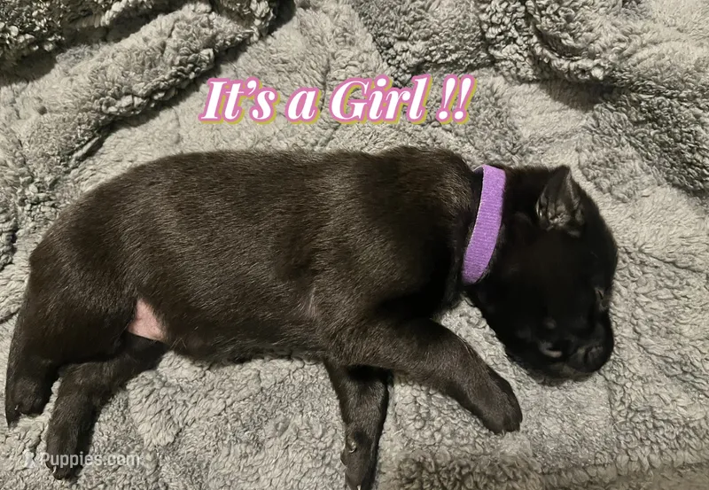 💜 Storm — Purple Collar – Belgian Malinois puppy for sale in Hartford, CT