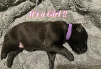 💜 Storm — Purple Collar, a female Belgian Malinois for sale in Hartford, CT – 1 of 1