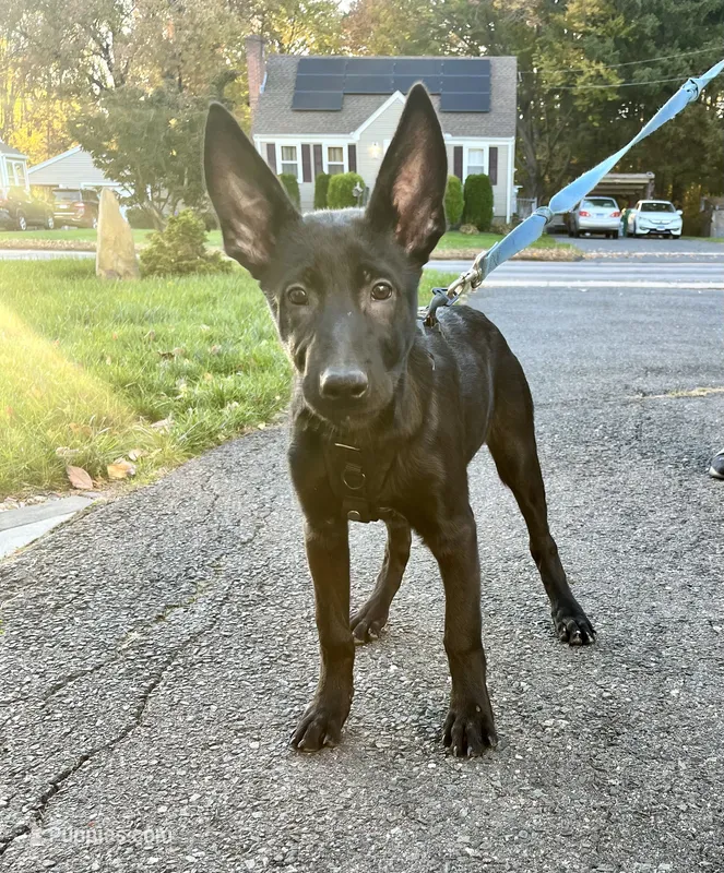 💜 Storm — Purple Collar – Belgian Malinois puppy for sale in Bloomfield, CT