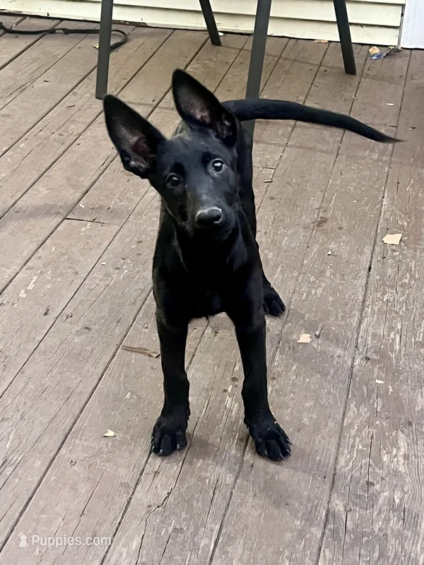 🟠 Ace — Orange Collar – Belgian Malinois puppy for sale in Bloomfield, CT